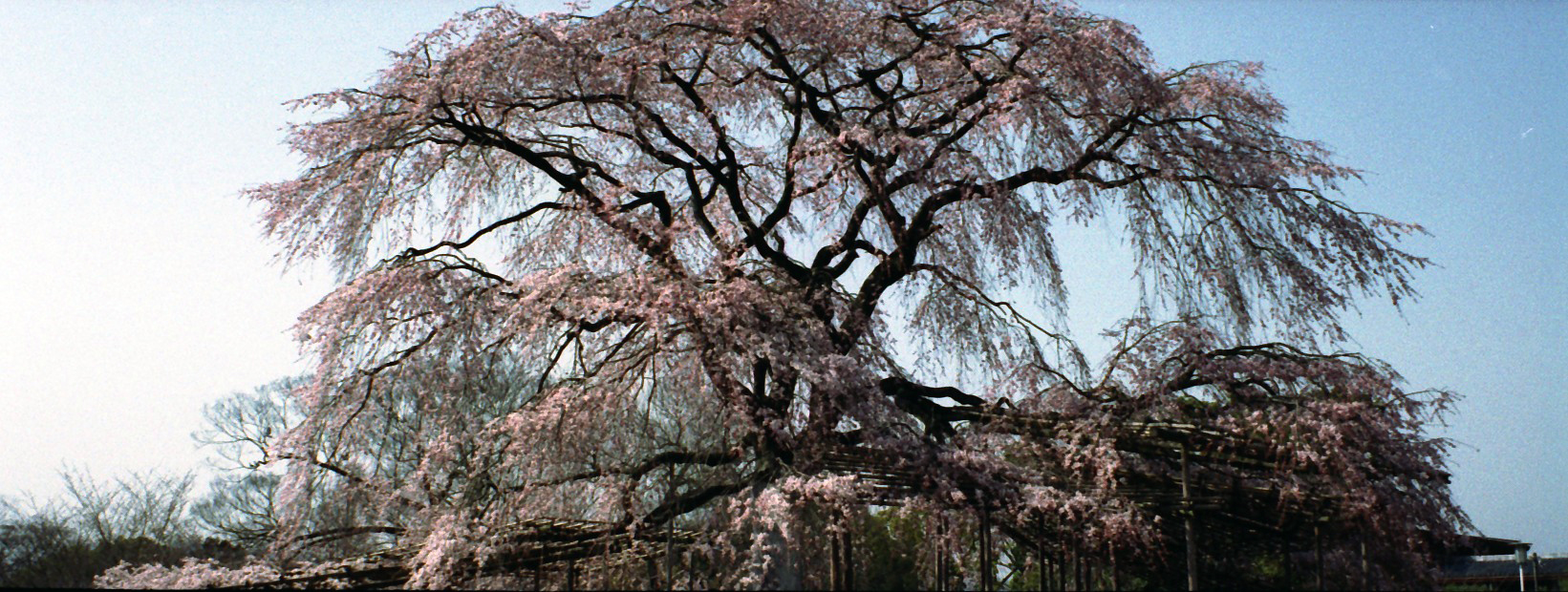 丸山公園の枝垂れ桜