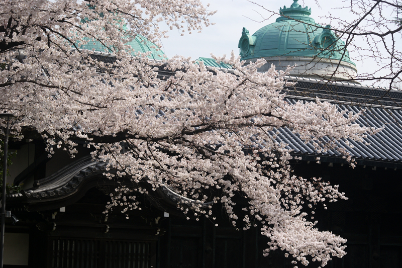 東京の桜案内画像