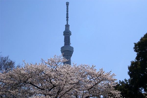 東京スカイツリーと桜案内画像