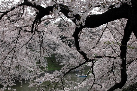 東京の桜案内画像