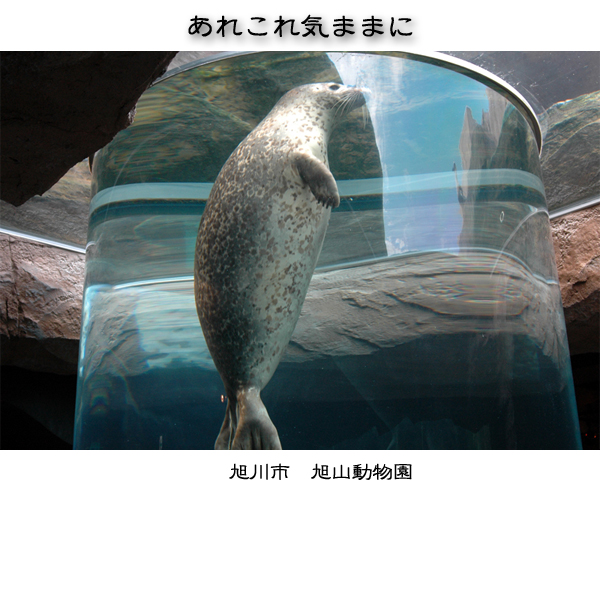 �\���摜